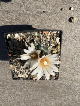 Turbinicarpus klinkerianus